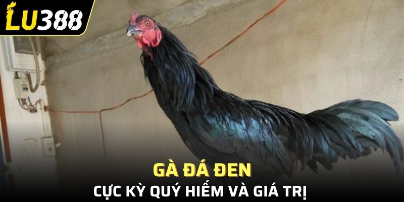 Gà đá đen cực kỳ quý hiếm và giá trị